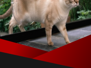 Instagram post - Dog Doors vs Cat Doors